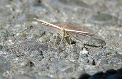 Pterophorus innotatalis
