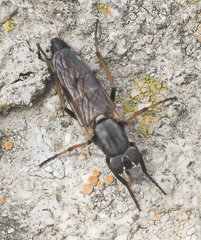 Ozodiceromyia