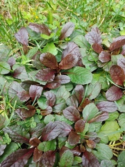 Ajuga