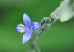 Carlowrightia parviflora