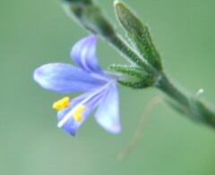 Carlowrightia parviflora