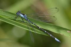 Chromagrion conditum