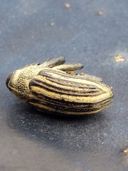 Sternuchopsis waltoni