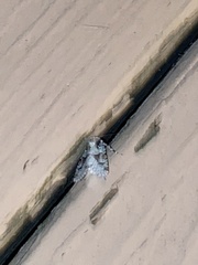 Lacinipolia implicata