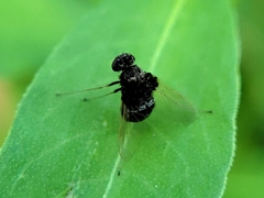 Chrysopilus basilaris