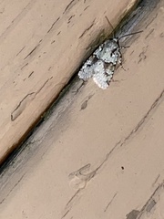 Lacinipolia implicata