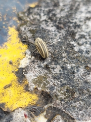 Sternuchopsis waltoni