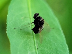 Chrysopilus basilaris