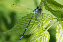 Chromagrion conditum