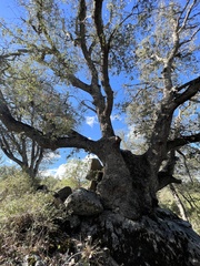 Quercus wislizeni