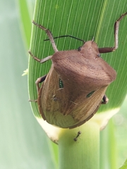 Chalcopis glandulosa