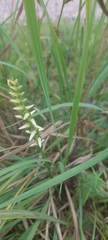 Spiranthes cernua