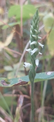 Spiranthes ovalis erostellata
