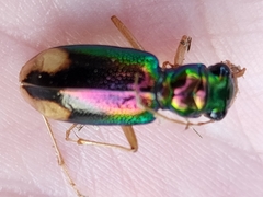 Tetracha carolina