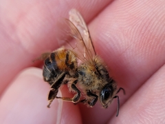 Apis mellifera