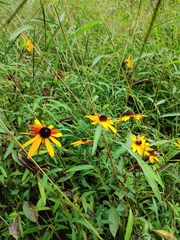 Rudbeckia hirta