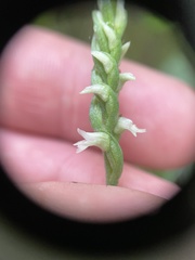 Spiranthes ovalis erostellata