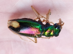 Tetracha carolina