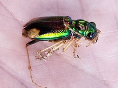 Tetracha carolina