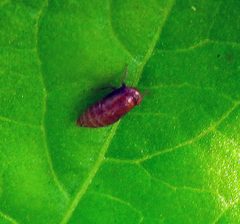 Cicadellidae
