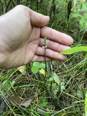 Spiranthes ovalis erostellata
