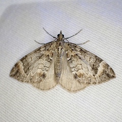 Dysstroma citrata
