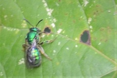 Augochloropsis
