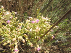 Mirabilis nyctaginea