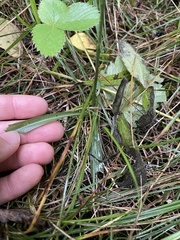 Spiranthes ovalis erostellata