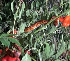 Pantherophis guttatus