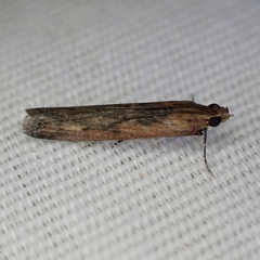 Elasmopalpus lignosella