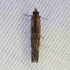 Elasmopalpus lignosella