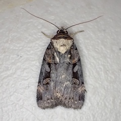 Pseudohermonassa bicarnea