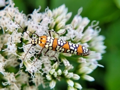 Atteva aurea