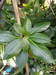 Impatiens sodenii