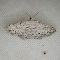 Cyclophora pendulinaria