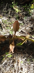 Kalanchoe integra