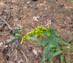 Solidago pinetorum