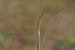Austrostipa