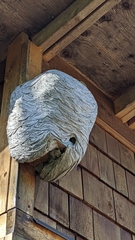 Dolichovespula maculata