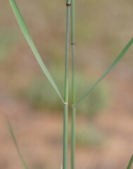 Austrostipa