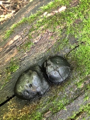 Camarops petersii