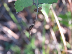 Limenitis