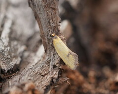 Microbela epicona