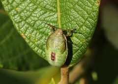 Piezodorus lituratus