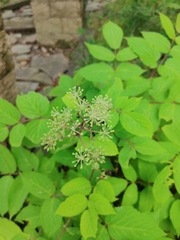 Apiales