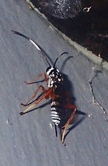 Lymeon orbus
