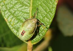 Piezodorus lituratus