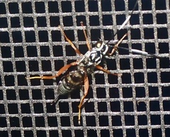 Lymeon orbus