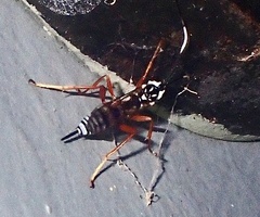 Lymeon orbus